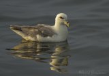 Havhest, adult 
Northern Fulmar - Fulmarus glacialis