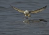 Havhest, adult 
Northern Fulmar - Fulmarus glacialis