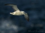 Havhest, adult 
Northern Fulmar - Fulmarus glacialis