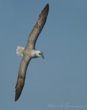 Havhest, adult 
Northern Fulmar - Fulmarus glacialis