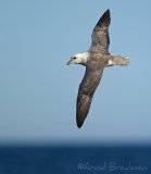 Havhest, adult 
Northern Fulmar - Fulmarus glacialis