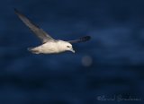 Havhest, adult 
Northern Fulmar - Fulmarus glacialis