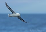Havhest, adult 
Northern Fulmar - Fulmarus glacialis