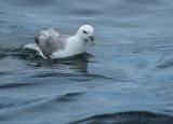 Havhest, adult 
Northern Fulmar - Fulmarus glacialis