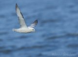 Havhest, adult 
Northern Fulmar - Fulmarus glacialis