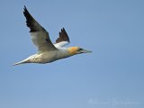 Havsule, adult
Northern Gannet - Morus bassanus