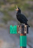 Storskarv, adult i vinterdrakt
Great Cormorant - Phalacrocorax carbo