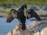 Toppskarv, adult i hekkedrakt
Shag - Phalacrocorax aristotelis