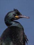 Toppskarv, adult i hekkedrakt
Shag - Phalacrocorax aristotelis