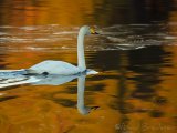 Sangsvane, adult
Whooper swan - Cygnus cygnus