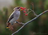 Sidensvans, adult
Bohemian Waxwing - Bombycilla garrulus