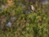 Duetrost, adult
Mistle thrush - Turdus viscivorus