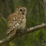 Kattugle, adult
Tawny Owl - Strix aluco