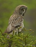 Lappugle, adult
Great Grey Owl - Strix nebulosa