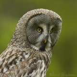 Lappugle, adult
Great Grey Owl - Strix nebulosa