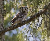 Perleugle, adult
Boreal Owl - Aegolius funereus