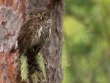 Spurveugle, adult
Eurasian pygmy owl - Glaucidium passerinum