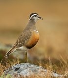 Boltit, adult hann i sommerdrakt
Eurasian Dotterel - Charadrius morinellus