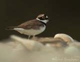 Dverglo, adult
Little Ringed Plover - Charadrius dubius