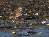 Dverglo, juvenil (1K)
Little Ringed Plover - Charadrius dubius