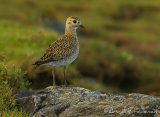 Heilo, juvenil
European Golden Plover - Pluvialis apricaria