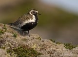 Heilo, adult hann
European Golden Plover - Pluvialis apricaria