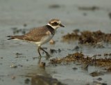 Sandlo, juvenil (1K)
Ringed Plover - Charadrius hiaticula