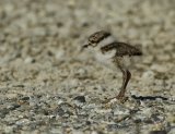 Sandlo, pullus
Ringed Plover - Charadrius hiaticula