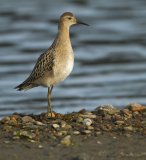 Brushane, juvenil (1K) i høstdrakt
Ruff - Philomachus pugnax