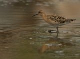 Brushane, juvenil (1K) i høstdrakt
Ruff - Philomachus pugnax