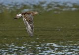 Brushane, juvenil (1K) i høstdrakt
Ruff - Philomachus pugnax