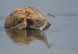 Brushane, juvenil (1K) i høstdrakt
Ruff - Philomachus pugnax