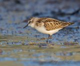 dvergsnipe001
