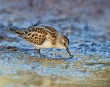 dvergsnipe002