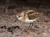 Dvergsnipe, juvenil (1K) i høstdrakt
Little Stint - Calidris minuta