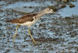 Gluttsnipe, adult
Common Greenshank - Tringa nebularia