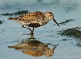Myrsnipe, adult i sommerdrakt
Dunlin - Calidris alpina