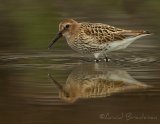 Myrsnipe, juvenil (1K) i høstdrakt
Dunlin - Calidris alpina