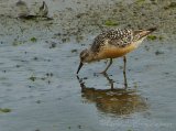Polarsnipe, adult i sommerdrakt
Knot - Calidris canutus