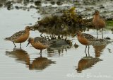 Polarsnipe, adult i sommerdrakt
Knot - Calidris canutus