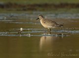 Polarsnipe, juvenil (1K) i høstdrakt
Knot - Calidris canutus