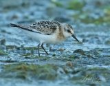 sandloper1 aug18B