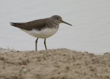 Skogsnipe, adult i vårdrakt
Green Sandpiper - Tringa ochropus