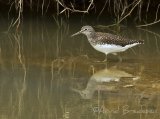 Skogsnipe, adult i vårdrakt
Green Sandpiper - Tringa ochropus