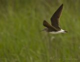 Skogsnipe, adult i vårdrakt
Green Sandpiper - Tringa ochropus