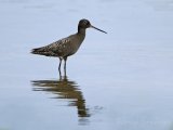 Sotsnipe, adult i sommerdrakt
Spotted Redshank - Tringa erythropus