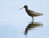 Sotsnipe, adult i sommerdrakt
Spotted Redshank - Tringa erythropus
