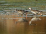 Sotsnipe, juvenil (1K) i høstdrakt
Spotted Redshank - Tringa erythropus