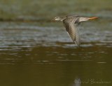 Sotsnipe, juvenil (1K) i høstdrakt
Spotted Redshank - Tringa erythropus
