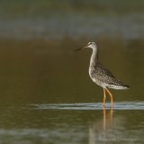 Sotsnipe, juvenil (1K) i høstdrakt
Spotted Redshank - Tringa erythropus